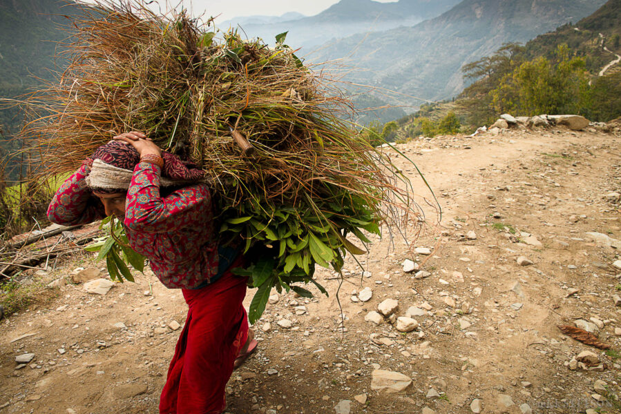 A Himalayan village women walking on a dirt road carrying fodder she gathered for her animals