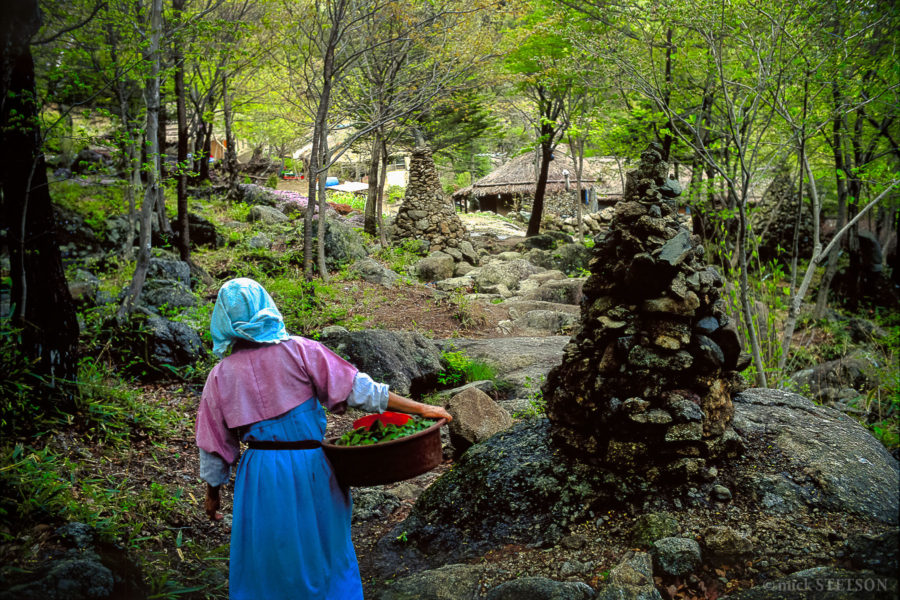 A traditional Korean woman walks with her foraged mountain vegetables through a forest with cairn markers