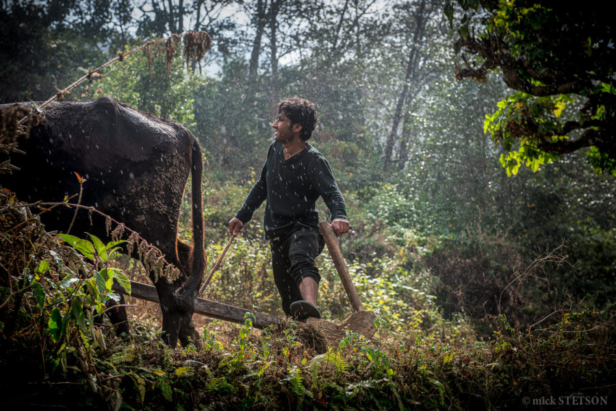 A light rain falls as Durga Beekae maneuvers his oxen through the fallow land, preparing it for the seasonal sowing of wheat or rice.